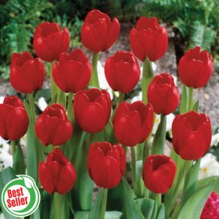 Red Impression Tulip Thumbnail